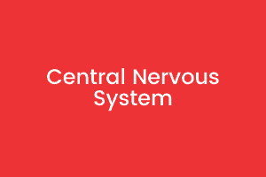 3 Central Nervous System